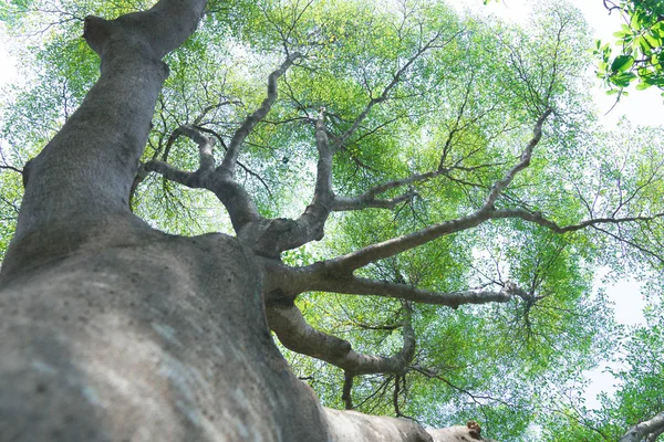 Skogens Träd Natur Grön Trä Bakgrunder — Stockfoto