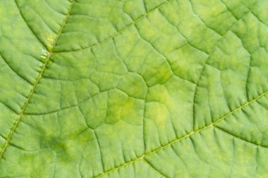 yaprak yeşil arka plan görünümünü kapat