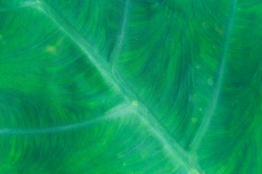 Taze yaprak yeşil doku makro yakın çekim