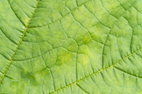 Закрыть Вид Зеленого Листа Фона — стоковое фото