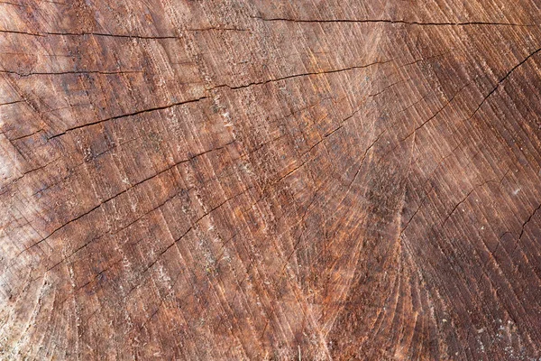 Wood Circle Texture Slice Background Tree Rings — Stock Photo, Image