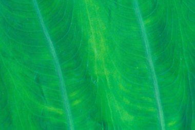 Taze yaprak yeşil doku makro yakın çekim