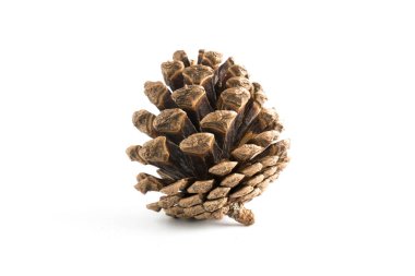 çeşitli iğne yapraklı ağaçlar üzerinde beyaz izole konisi