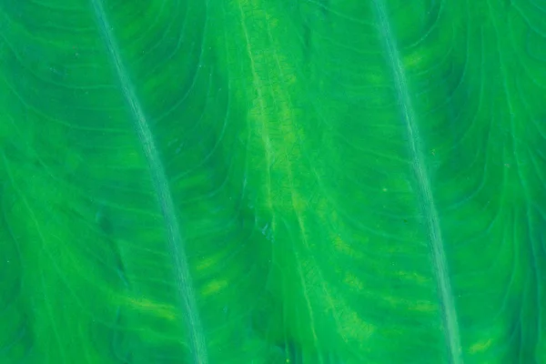 Textura Hoja Verde Fresca Macro Cerca — Foto de Stock