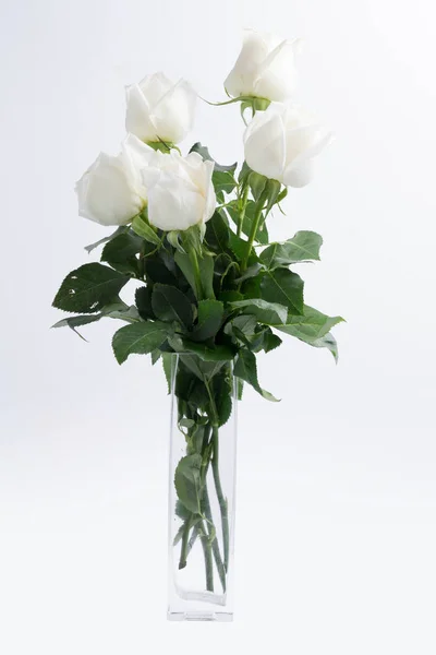 White Roses White Background — Stock Photo, Image