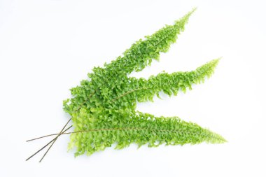 Beyaz arkaplanda yeşil eğreltiotu yaprakları izole