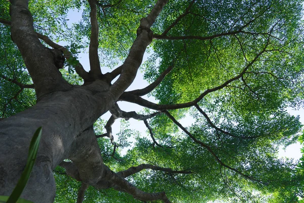 Floresta Árvores Natureza Verde Madeira Fundos — Fotografia de Stock