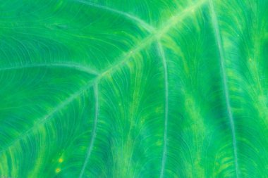 Taze yaprak yeşil doku makro yakın çekim