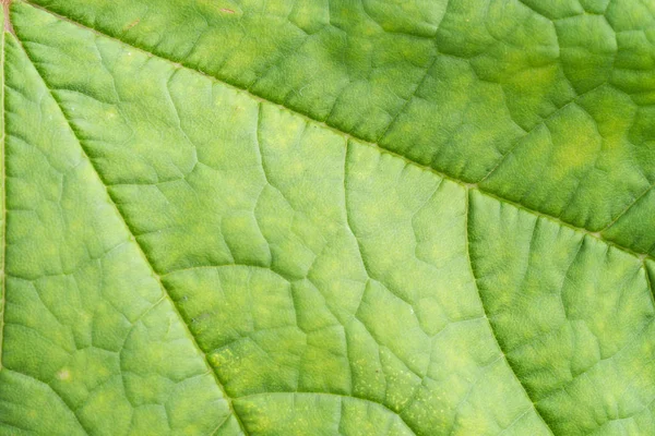 Pohled Zelené Listové Pozadí Plochu — Stock fotografie