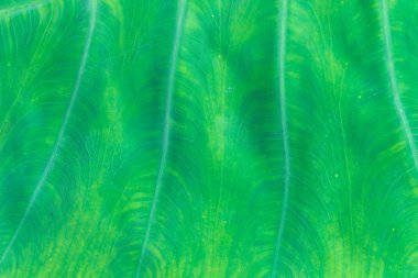 Taze yaprak yeşil doku makro yakın çekim