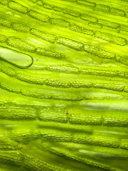 Gyönyörű Zoom Mikroorganizmus Alga Sejt — Stock Fotó