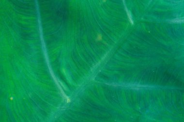 Taze yaprak yeşil doku makro yakın çekim