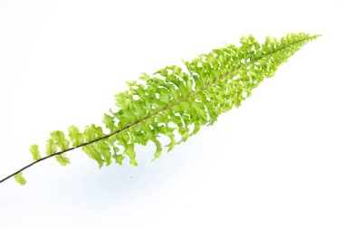 Beyaz arkaplanda yeşil eğreltiotu yaprakları izole