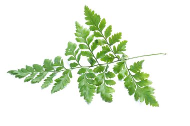 Beyaz arkaplanda yeşil eğreltiotu yaprakları izole