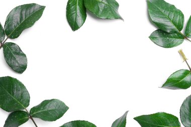 gül yaprakları beyaz zemin üzerine izole