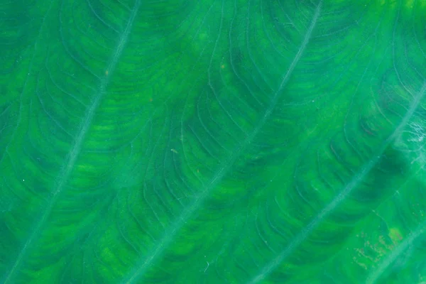 Textura Hoja Verde Fresca Macro Cerca — Foto de Stock