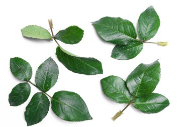 gül yaprakları beyaz zemin üzerine izole