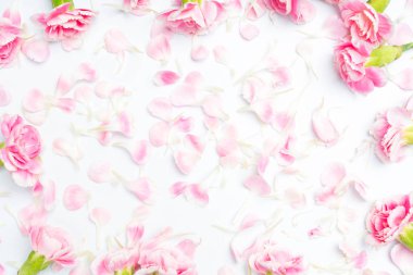 beyaz bir arka plan üzerinde karanfil çiçek