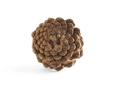 çeşitli iğne yapraklı ağaçlar üzerinde beyaz izole konisi