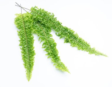 Beyaz arkaplanda yeşil eğreltiotu yaprakları izole