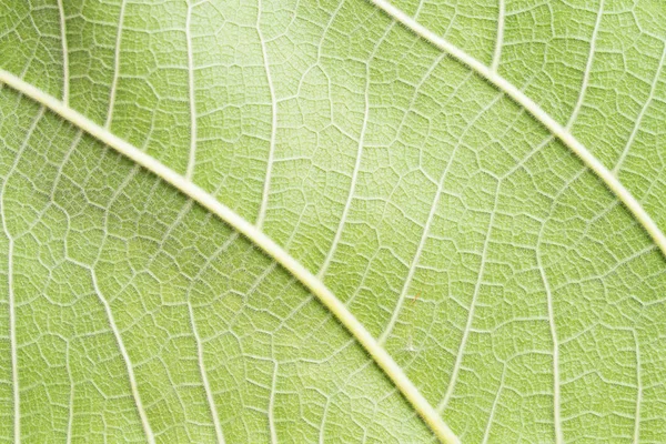 Vue Rapprochée Fond Feuille Verte — Photo