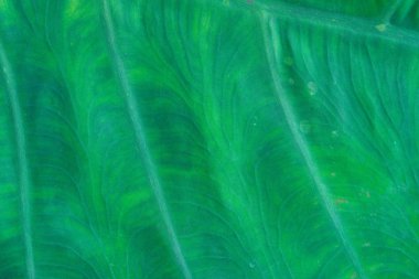 Taze yaprak yeşil doku makro yakın çekim