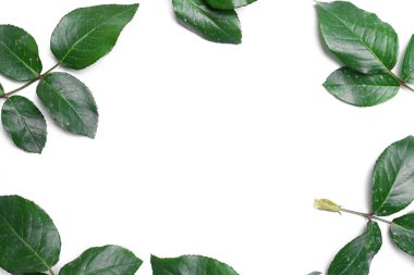 gül yaprakları beyaz zemin üzerine izole