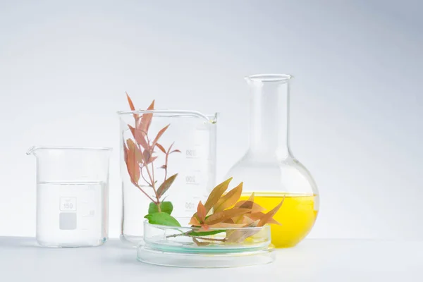 Medicina Herbal Investigación Natural Cristalería Orgánica Científica —  Fotos de Stock