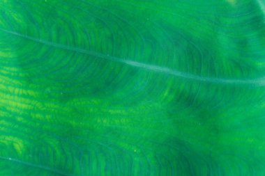 Taze yaprak yeşil doku makro yakın çekim