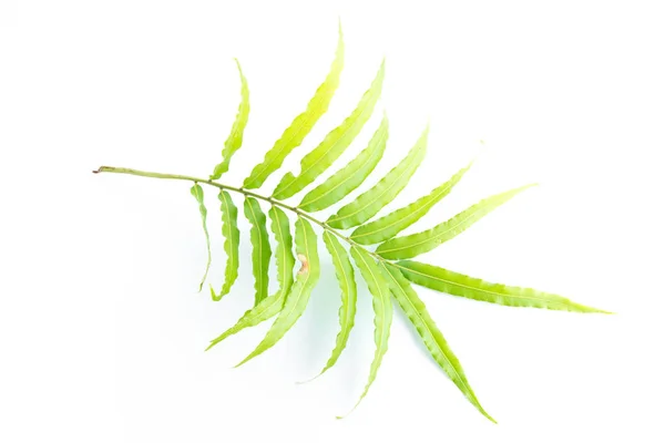 Зелене Листя Папороті Ізольоване Білому Фоні — стокове фото