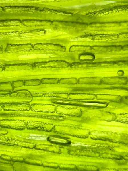 Krásné Zoom Mikro Organismus Řasy Buňky — Stock fotografie