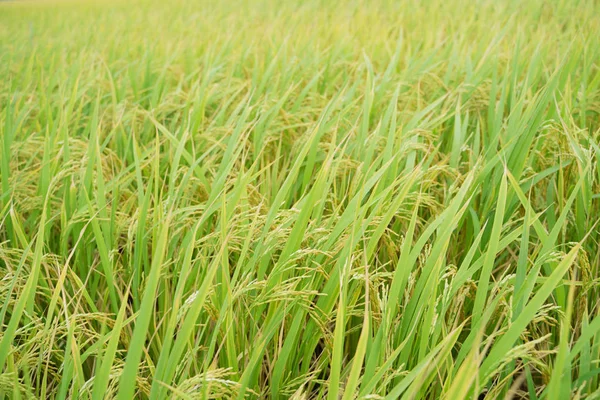Κοντινό Πλάνο Τομέα Του Ρυζιού Χωράφια Τροφίμων — Φωτογραφία Αρχείου