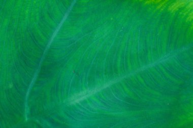 Taze yaprak yeşil doku makro yakın çekim