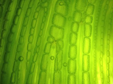 güzel zoom mikroorganizma yosun hücre