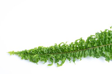 Beyaz arkaplanda yeşil eğreltiotu yaprakları izole