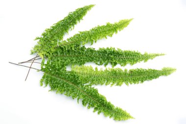 Beyaz arkaplanda yeşil eğreltiotu yaprakları izole