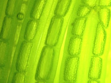 güzel zoom mikroorganizma yosun hücre