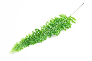 Beyaz arkaplanda yeşil eğreltiotu yaprakları izole