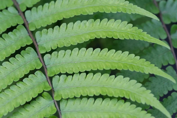 Prachtige Varens Bladeren Groen Gebladerte Natuurlijke Bloemen Varens Achtergrond — Stockfoto