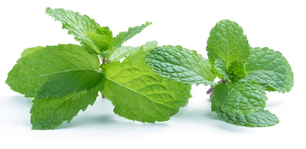 Daun Mint Mentah Segar Terisolasi Pada Latar Belakang Putih — Stok Foto