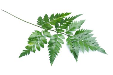 Beyaz arkaplanda yeşil eğreltiotu yaprakları izole