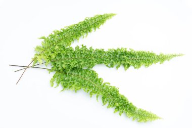 Beyaz arkaplanda yeşil eğreltiotu yaprakları izole