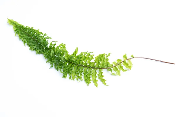 Green Leaves Fern Isolated White Background — Stock Photo, Image