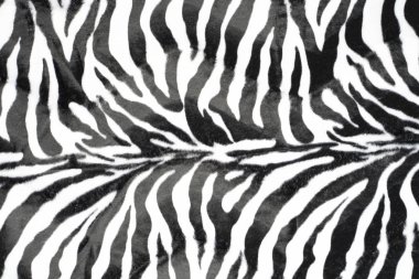Zebra deri doku desen arka plan