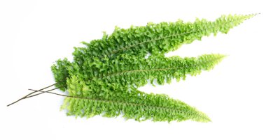 Beyaz arkaplanda yeşil eğreltiotu yaprakları izole