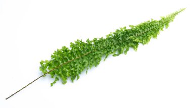 Beyaz arkaplanda yeşil eğreltiotu yaprakları izole