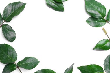 gül yaprakları beyaz zemin üzerine izole