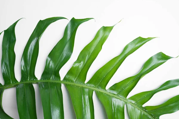Монстра Растение Оставляет Тропические Изолированные Белом Фоне — стоковое фото