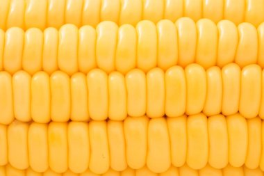 Sarı Mısır arka plan yakın çekim