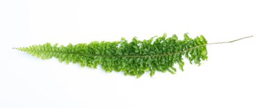 Beyaz arkaplanda yeşil eğreltiotu yaprakları izole